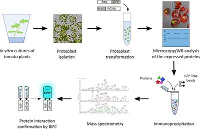 Identification of Tomato Proteins That Interact With Replication Initiator Protein (Rep) of the Geminivirus TYLCV